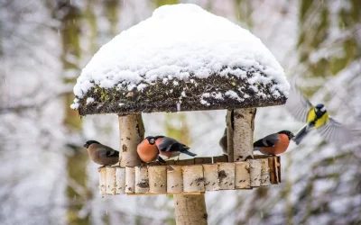 Vögel im Garten füttern
